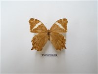 藏品(長紋黛眼蝶)的圖片